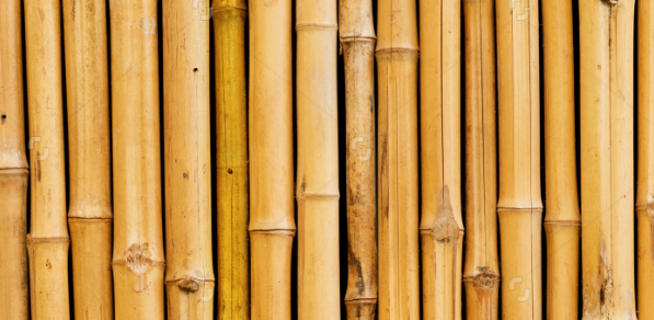 Bambooland Wildau A10 Center Bambus gelb Eintritsskarten & Preise